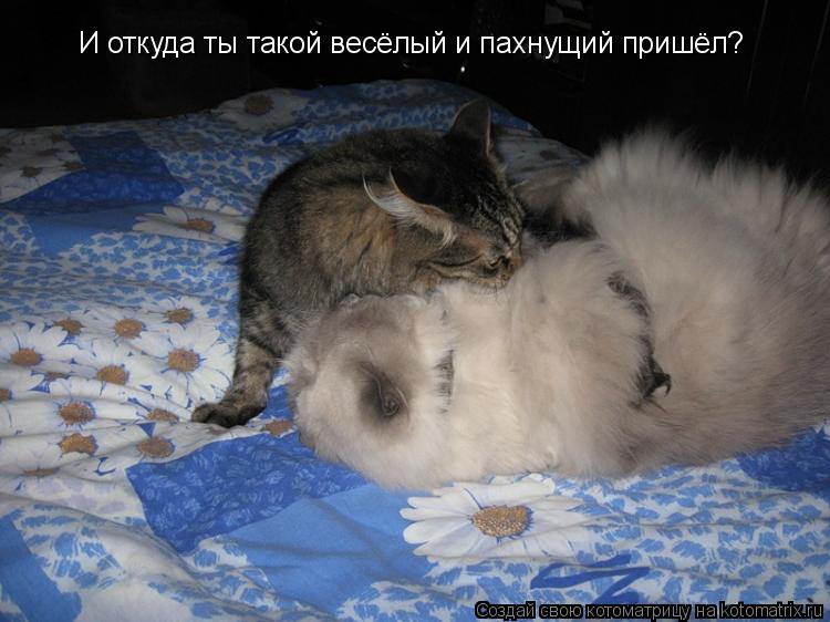И откуда ты такой весёлый и пахнущий пришёл?... Котоматрица: И откуда ты такой весёлый и пахнущий пришёл?
