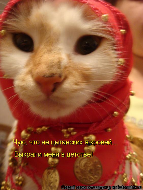 Чую, что не цыганских я кровей... Выкрали меня в детстве!... Котоматрица: Чую, что не цыганских я кровей... Выкрали меня в детстве!
