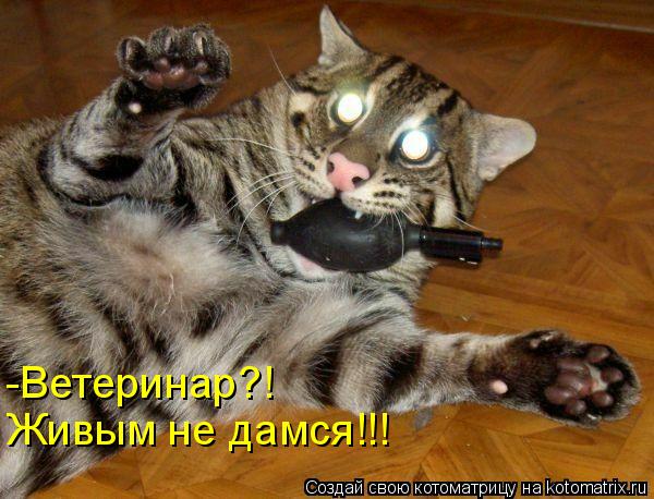 -Ветеринар?! Живым не дамся!!!... Котоматрица: -Ветеринар?! Живым не дамся!!!