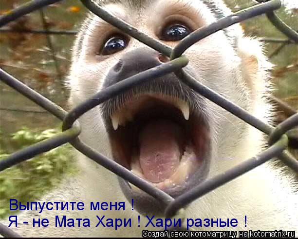 Я - не Мата Хари ! Хари разные ! Выпустите меня !... Котоматрица: Я - не Мата Хари ! Хари разные ! Выпустите меня !