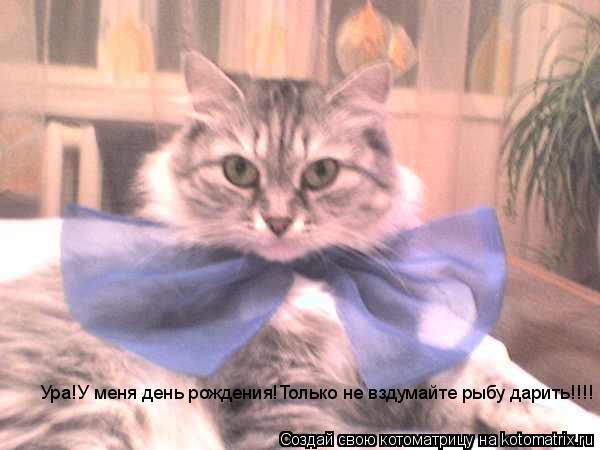 Ура!У меня день рождения!Только не вздумайте рыбу дарить!!!!... Котоматрица: Ура!У меня день рождения!Только не вздумайте рыбу дарить!!!!