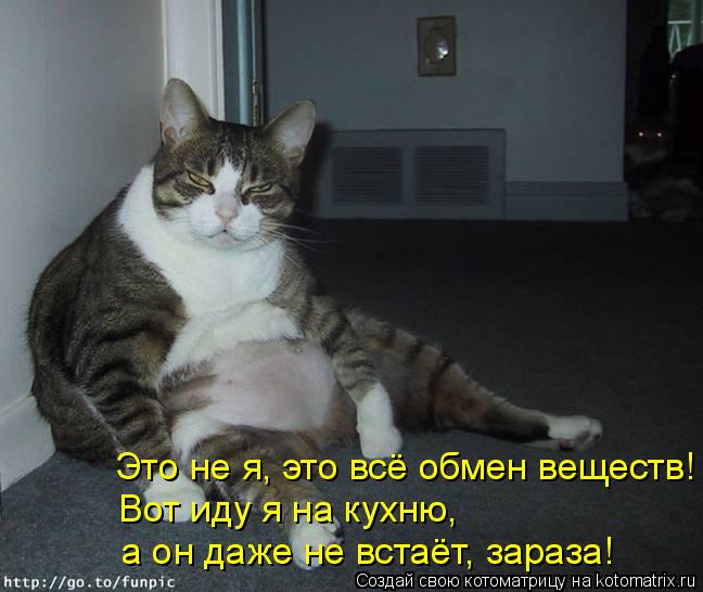 Это не я, это всё обмен веществ! Вот иду я на кухню, а он даже не встаёт, зараза!... Котоматрица: Это не я, это всё обмен веществ! Вот иду я на кухню, а он даже не встаёт, зараза!