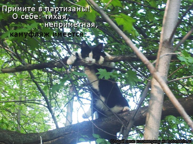 Примите в партизаны! О себе: тихая, неприметная, камуфляж имеется.... Котоматрица: Примите в партизаны! О себе: тихая, неприметная, камуфляж имеется.