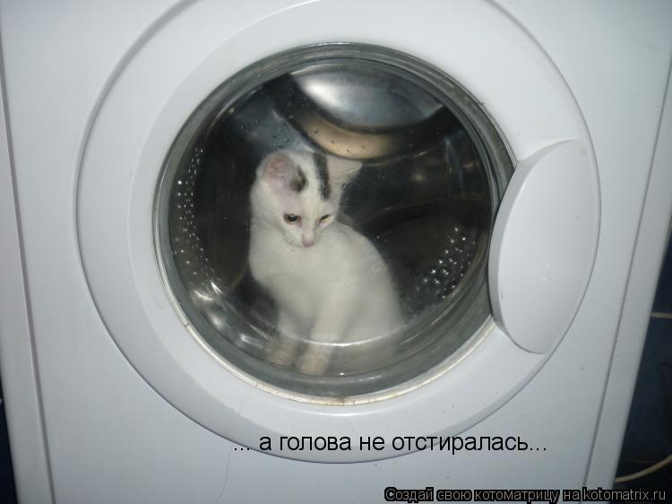 ... а голова не отстиралась...... Котоматрица: ... а голова не отстиралась...