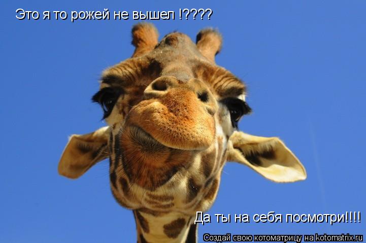 Это я то рожей не вышел !???? Да ты на себя посмотри!!!!... Котоматрица: Это я то рожей не вышел !???? Да ты на себя посмотри!!!!