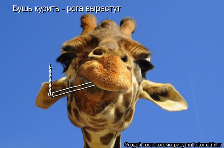 __________ __________ o~~~~~~ ~~~~~~ Бушь курить - рога вырастут... Котоматрица: __________ __________ o~~~~~~ ~~~~~~ Бушь курить - рога вырастут