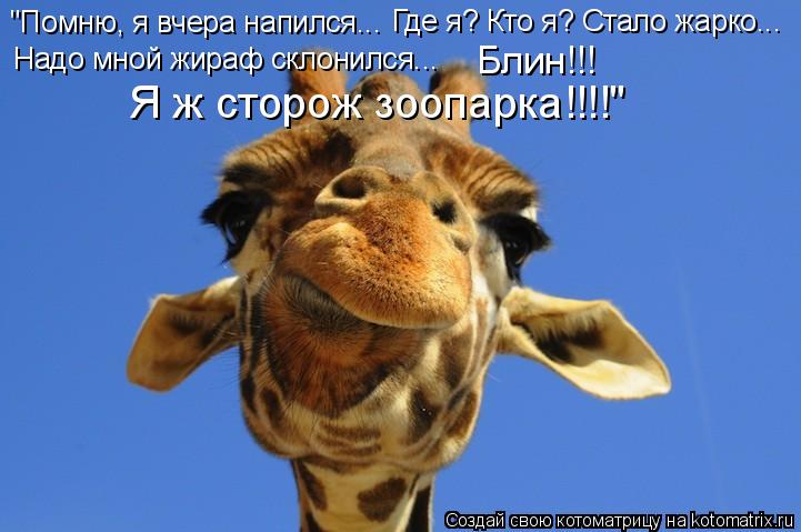 "Помню, я вчера напился... Где я? Кто я? Стало жарко... Надо мной жираф склонился... Блин!!! Я ж стор... Котоматрица: "Помню, я вчера напился... Где я? Кто я? Стало жарко... Надо мной жираф склонился... Блин!!! Я ж сторож зоопарка!!!!"