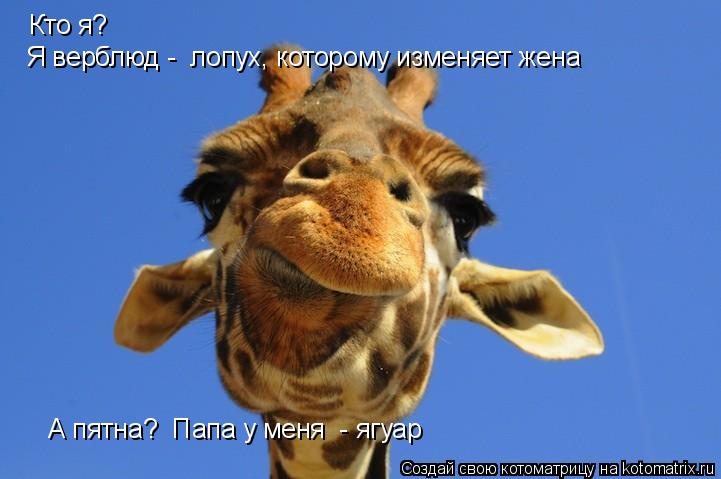 Кто я? Я верблюд - лопух, которому изменяет жена А пятна? Папа у меня - ягуар... Котоматрица: Кто я? Я верблюд - лопух, которому изменяет жена А пятна? Папа у меня - ягуар