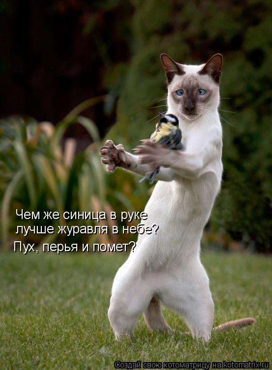Чем же синица в руке лучше журавля в небе? Пух, перья и помет?... Котоматрица: Чем же синица в руке лучше журавля в небе? Пух, перья и помет?