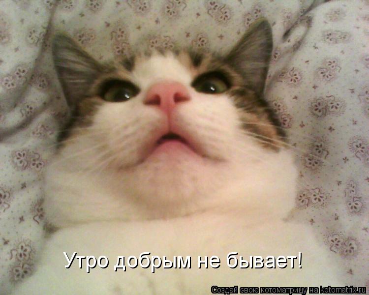 Утро добрым не бывает!... Котоматрица: Утро добрым не бывает!