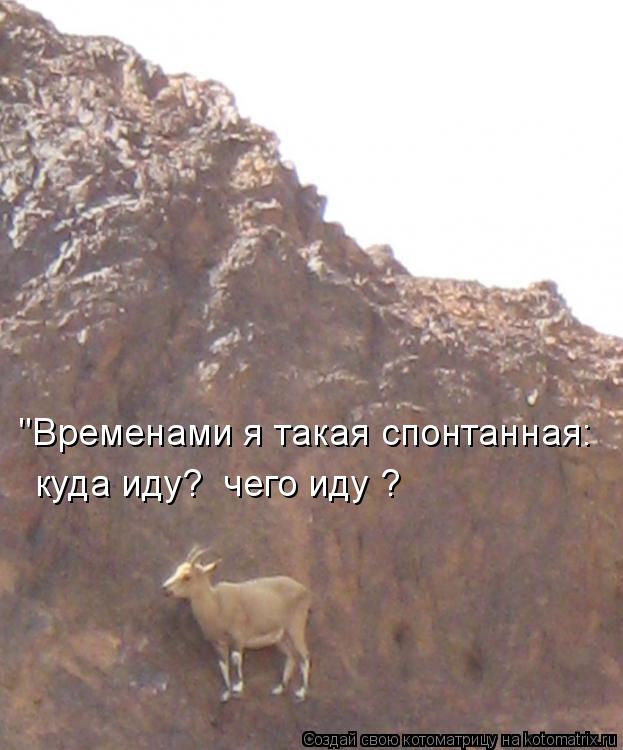"Временами я такая спонтанная: куда иду? чего иду ?... Котоматрица: "Временами я такая спонтанная: куда иду? чего иду ?