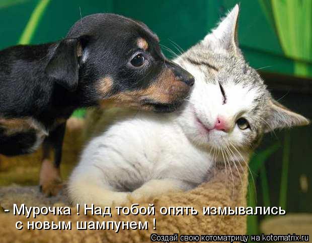 - Мурочка ! Над тобой опять измывались с новым шампунем !... Котоматрица: - Мурочка ! Над тобой опять измывались с новым шампунем !