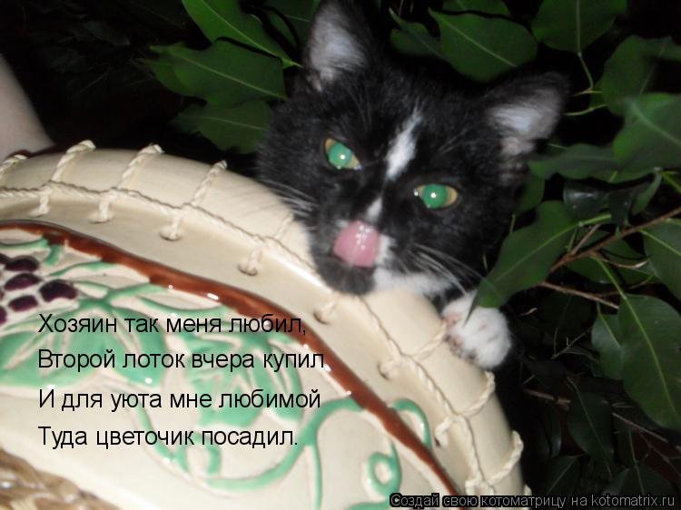 Хозяин так меня любил, И для уюта мне любимой Туда цветочик посадил. Второй лоток вчера купил... Котоматрица: Хозяин так меня любил, И для уюта мне любимой Туда цветочик посадил. Второй лоток вчера купил