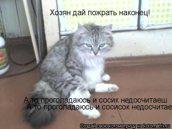 Хозян дай пожрать наконец! А то проголадаюсь и сосик недосчитаеш А то проголадаюсь и соси... Котоматрица: Хозян дай пожрать наконец! А то проголадаюсь и сосик недосчитаеш А то проголадаюсь и сосисок недосчитаеш