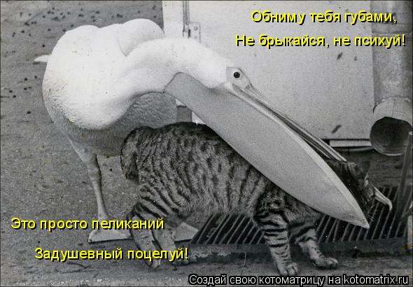 Обниму тебя губами, Не брыкайся, не психуй! Это просто пеликаний Задушевный поцелуй!... Котоматрица: Обниму тебя губами, Не брыкайся, не психуй! Это просто пеликаний Задушевный поцелуй!