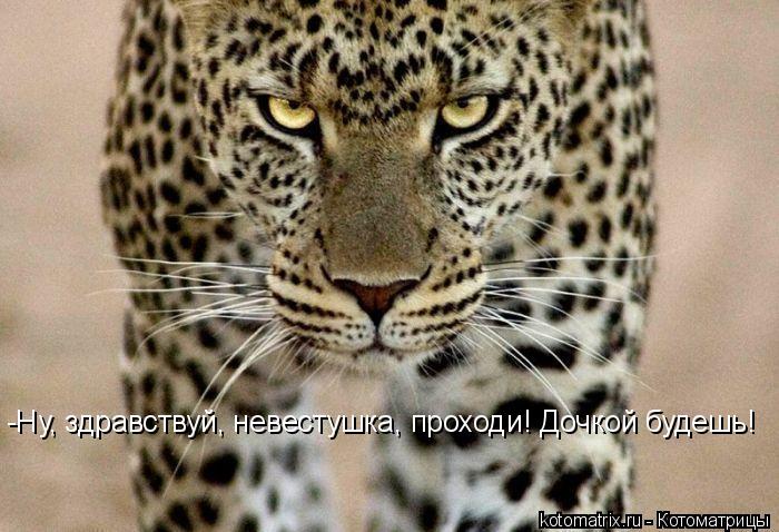 -Ну, здравствуй, невестушка, проходи! Дочкой будешь!... Котоматрица: -Ну, здравствуй, невестушка, проходи! Дочкой будешь!