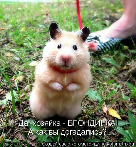 -Да, хозяйка - БЛОНДИНКА! А как вы догадались?... Котоматрица: -Да, хозяйка - БЛОНДИНКА! А как вы догадались?