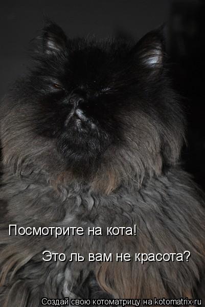 Посмотрите на кота! Это ль вам не красота?... Котоматрица: Посмотрите на кота! Это ль вам не красота?