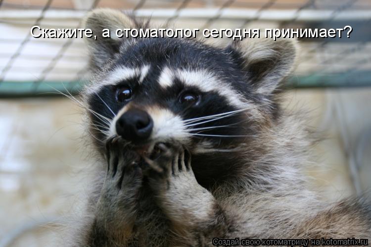 Скажите, а стоматолог сегодня принимает?... Котоматрица: Скажите, а стоматолог сегодня принимает?