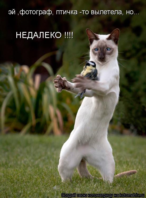 эй ,фотограф, птичка -то вылетела, но... НЕДАЛЕКО !!!!... Котоматрица: эй ,фотограф, птичка -то вылетела, но... НЕДАЛЕКО !!!!
