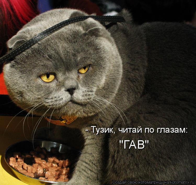 - Тузик, читай по глазам: "ГАВ"... Котоматрица: - Тузик, читай по глазам: "ГАВ"