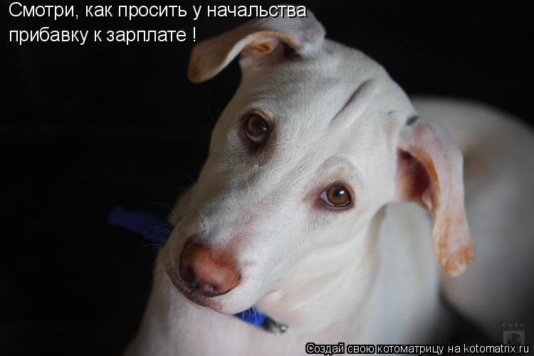 Смотри, как просить у начальства прибавку к зарплате !... Котоматрица: Смотри, как просить у начальства прибавку к зарплате !