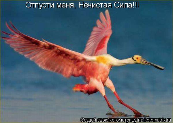 Отпусти меня, Нечистая Сила!!!... Котоматрица: Отпусти меня, Нечистая Сила!!!