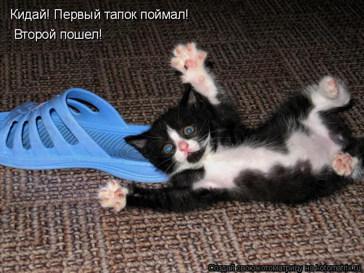 Кидай! Первый тапок поймал! Второй пошел!... Котоматрица: Кидай! Первый тапок поймал! Второй пошел!