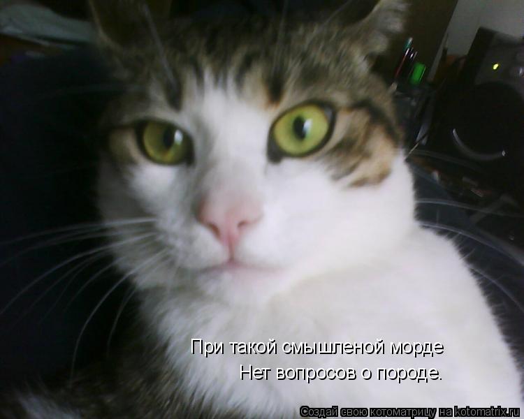 При такой смышленой морде Нет вопросов о породе.... Котоматрица: При такой смышленой морде Нет вопросов о породе.