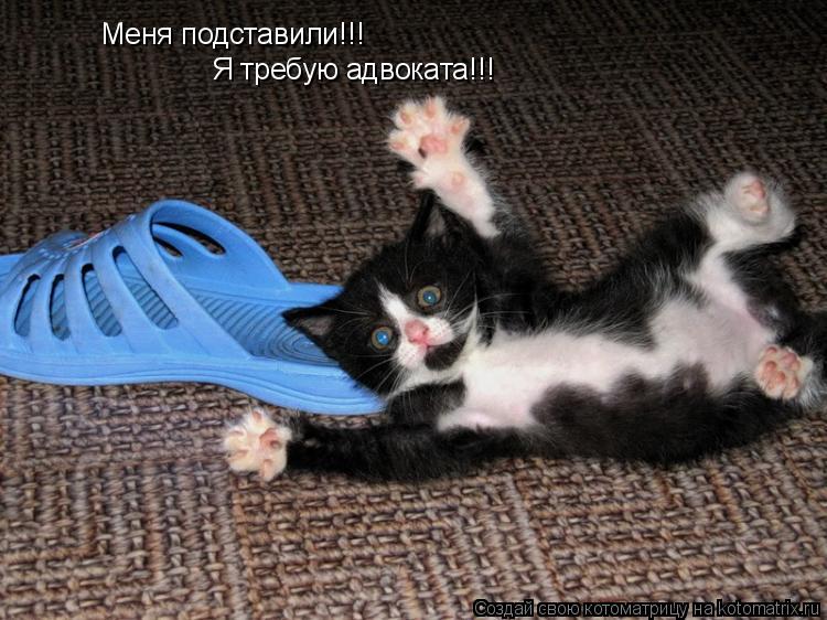 Меня подставили!!! Я требую адвоката!!!... Котоматрица: Меня подставили!!! Я требую адвоката!!!