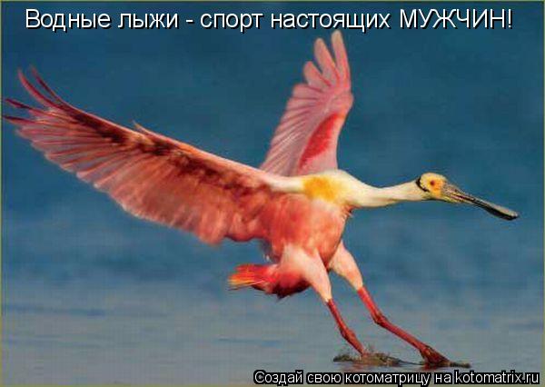 Водные лыжи - спорт настоящих МУЖЧИН!... Котоматрица: Водные лыжи - спорт настоящих МУЖЧИН!