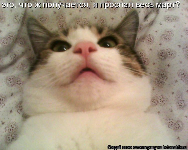 это, что ж получается, я проспал весь март?... Котоматрица: это, что ж получается, я проспал весь март?