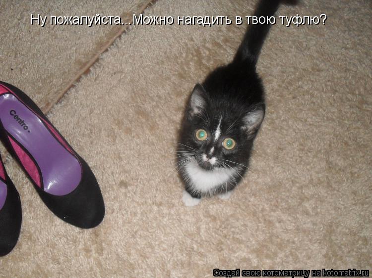 Ну пожалуйста...Можно нагадить в твою туфлю?... Котоматрица: Ну пожалуйста...Можно нагадить в твою туфлю?