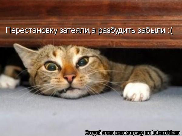 Перестановку затеяли,а разбудить забыли :(... Котоматрица: Перестановку затеяли,а разбудить забыли :(