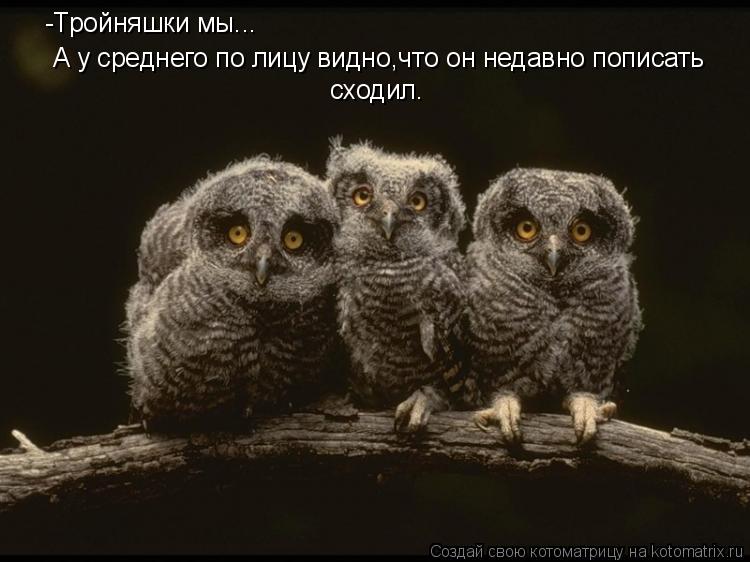 -Тройняшки мы... А у среднего по лицу видно,что он недавно пописать сходил.... Котоматрица: -Тройняшки мы... А у среднего по лицу видно,что он недавно пописать сходил.