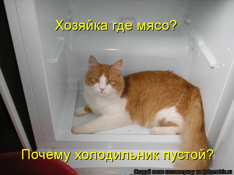 Хозяйка где мясо? Хозяйка где мясо? Почему холодильник пустой?... Котоматрица: Хозяйка где мясо? Хозяйка где мясо? Почему холодильник пустой?