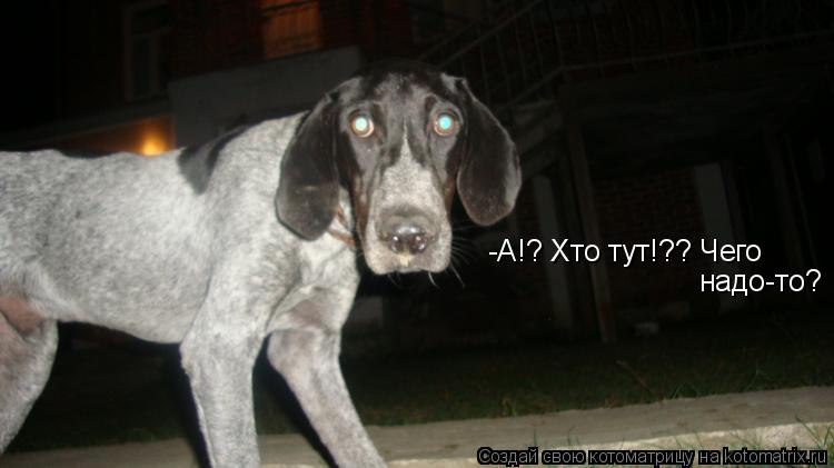 -А!? Хто тут!?? Чего надо-то?... Котоматрица: -А!? Хто тут!?? Чего надо-то?