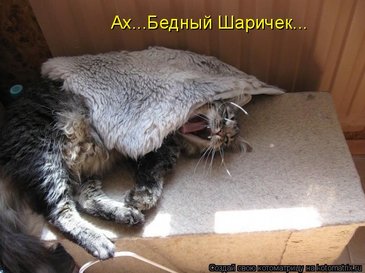 Ах...Бедный Шаричек...... Котоматрица: Ах...Бедный Шаричек...