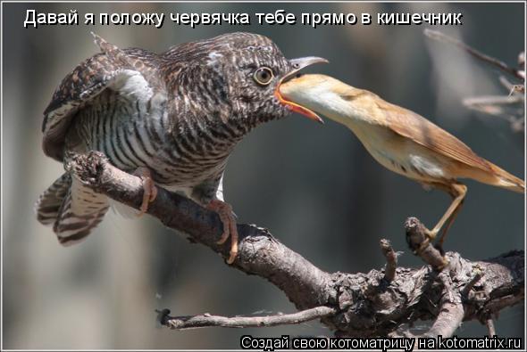 Давай я положу червячка тебе прямо в кишечник... Котоматрица: Давай я положу червячка тебе прямо в кишечник