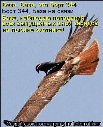 База, База, это Борт 344 Борт 344, База на связи База, наблюдаю попадания всех выпущенных мной зарядо... Котоматрица: База, База, это Борт 344 Борт 344, База на связи База, наблюдаю попадания всех выпущенных мной зарядов на лысине охотника!