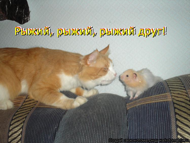 Рыжий, рыжий, рыжий друг! Рыжий, рыжий, рыжий друг! Рыжий, рыжий, рыжий друг!... Котоматрица: Рыжий, рыжий, рыжий друг! Рыжий, рыжий, рыжий друг! Рыжий, рыжий, рыжий друг!