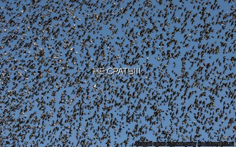 НЕ СРАТЬ!!!... Котоматрица: НЕ СРАТЬ!!!