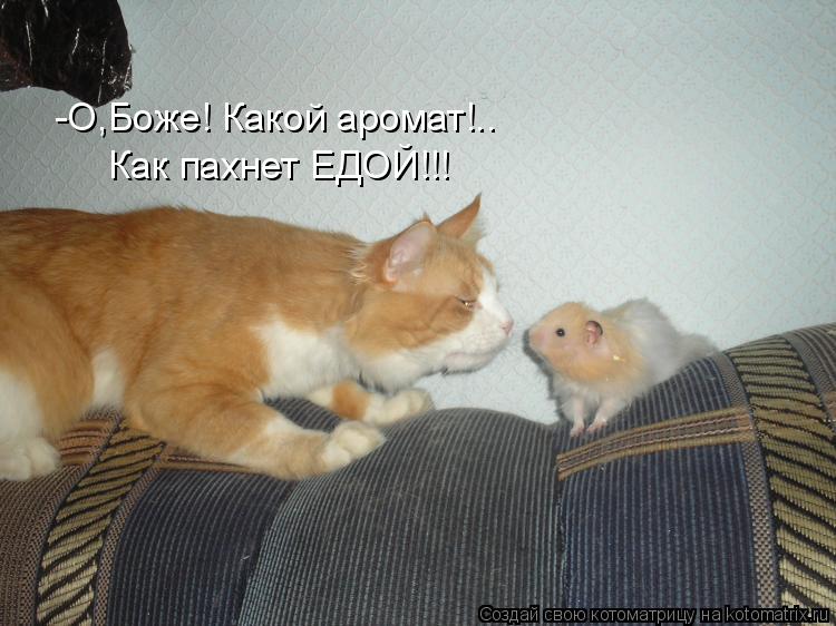 -О,Боже! Какой аромат!.. Как пахнет ЕДОЙ!!!... Котоматрица: -О,Боже! Какой аромат!.. Как пахнет ЕДОЙ!!!