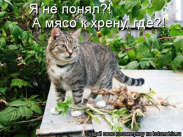 Я не понял?! А мясо к хрену, где?!... Котоматрица: Я не понял?! А мясо к хрену, где?!