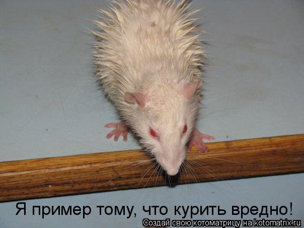 Я пример тому, что курить вредно!... Котоматрица: Я пример тому, что курить вредно!