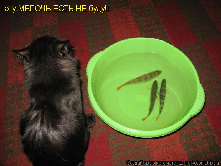 эту МЕЛОЧЬ ЕСТЬ НЕ буду!!... Котоматрица: эту МЕЛОЧЬ ЕСТЬ НЕ буду!!