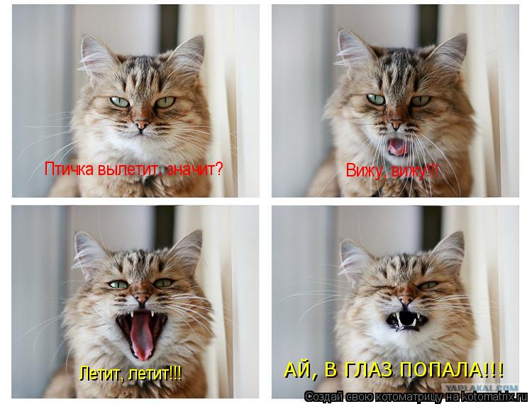 Птичка вылетит, значит? Вижу, вижу!!! Летит, летит!!! АЙ, В ГЛАЗ ПОПАЛА!!!... Котоматрица: Птичка вылетит, значит? Вижу, вижу!!! Летит, летит!!! АЙ, В ГЛАЗ ПОПАЛА!!!