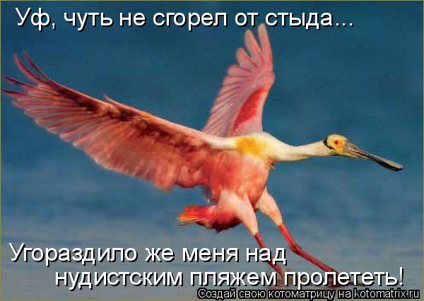 Уф, чуть не сгорел от стыда... Угораздило же меня над нудистским пляжем пролететь!... Котоматрица: Уф, чуть не сгорел от стыда... Угораздило же меня над нудистским пляжем пролететь!