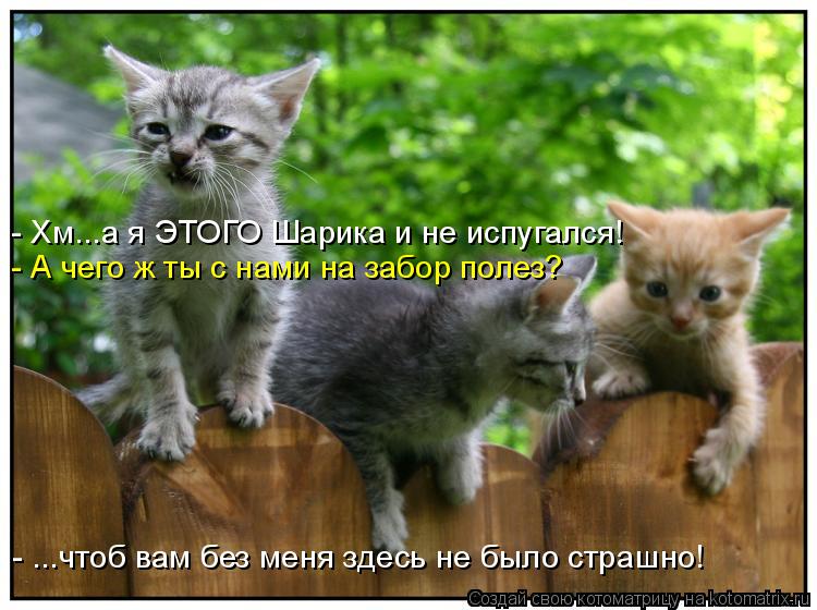 - А чего ж ты с нами на забор полез? - Хм...а я ЭТОГО Шарика и не испугался! - ...чтоб вам без меня з... Котоматрица: - А чего ж ты с нами на забор полез? - Хм...а я ЭТОГО Шарика и не испугался! - ...чтоб вам без меня здесь не было страшно!