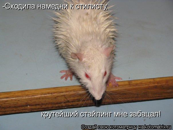 -Сходила намедни к стилисту, крутейший стайлинг мне забацал!... Котоматрица: -Сходила намедни к стилисту, крутейший стайлинг мне забацал!